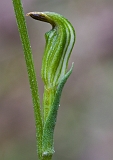 Pterostylis parviflora 1 Red-tip Greenhood(b)